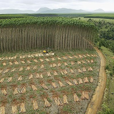 Inventário Florestal